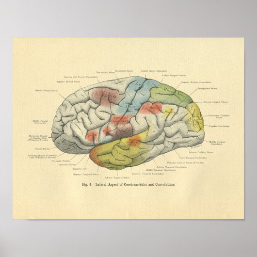 Vintager Frohse Anatomische Gehirnsensorische Bere Poster (Vorne)