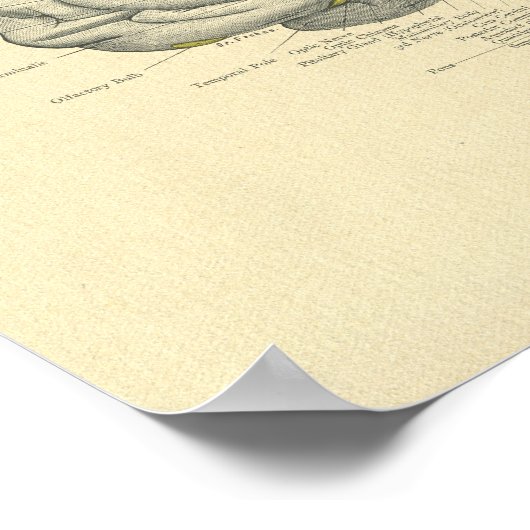 Vintager Frohse Anatomische Hirnoberfläche Poster (Ecke)