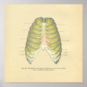 Vintager Frohse Anatomische Lungenspalte Poster