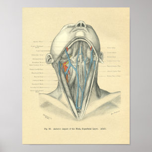 Vintager Frohse Anatomischer Anterius Neck Poster