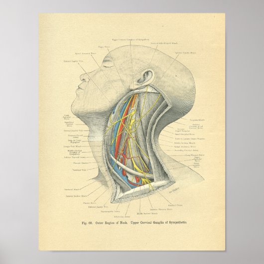 Vintager Frohse Anatomischer Lateraler Neck Poster (Vorne)
