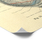 Vintager Frohse Anatomisches Gehirn und Schädel Poster (Ecke)