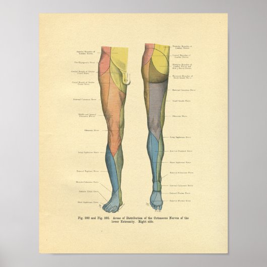 Vintager Frohse Leg Nervenervation drucken Poster (Vorne)