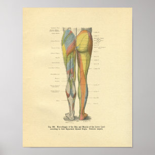 Vintager Frohse Leg Nervenervation drucken Poster