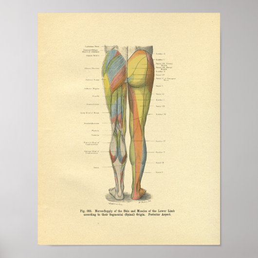 Vintager Frohse Leg Nervenervation drucken Poster (Vorne)