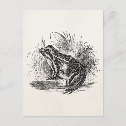 Vintager Frosch - Reptilienfrösche Postkarte (Vorderseite)
