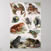 Vintager Froschkatalog Poster (Vorne)