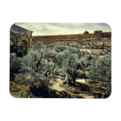 Vintager Garten Gethsemane Jerusalem Israel Magnet (Horizontal)