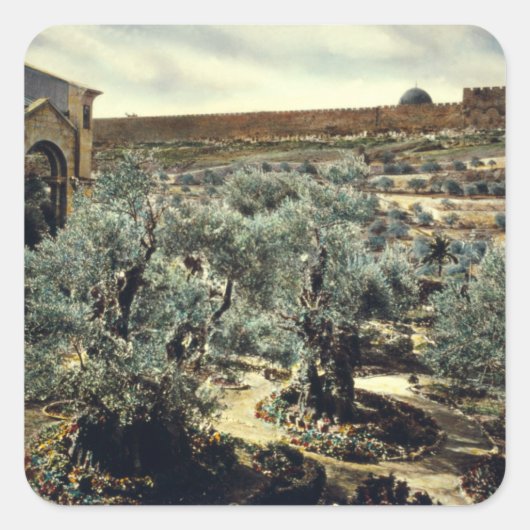 Vintager Garten Gethsemane Jerusalem Israel Quadratischer Aufkleber (Vorderseite)