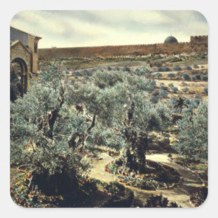 Vintager Garten Gethsemane Jerusalem Israel Quadratischer Aufkleber