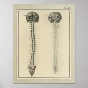 Vintager Gehirn-Rückenmark-Anatomie-Druck 1831 Poster