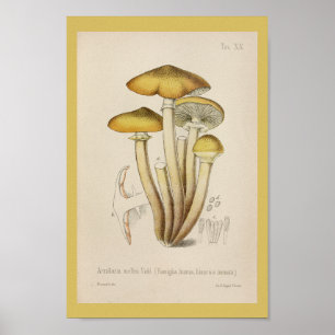 Vintager gelber Kunst-Druck 1899 Pilz-Browns Poster