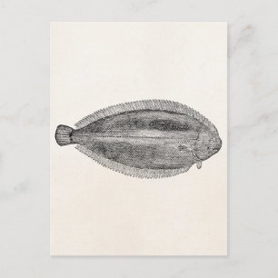 Vintager, glatter Seezungenfisch in Europa - Vorla Postkarte