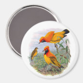 Vintager Goldener Vogel des Paradieses Magnet (Vorderseite/Rückseite)