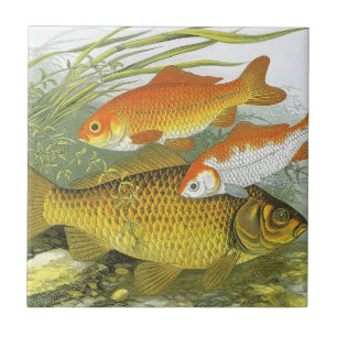 Vintager Goldfish Koi Fisch, Meeresaquatische See  Fliese