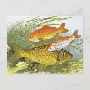 Vintager Goldfish Koi Fisch, Meeresaquatische See  Postkarte