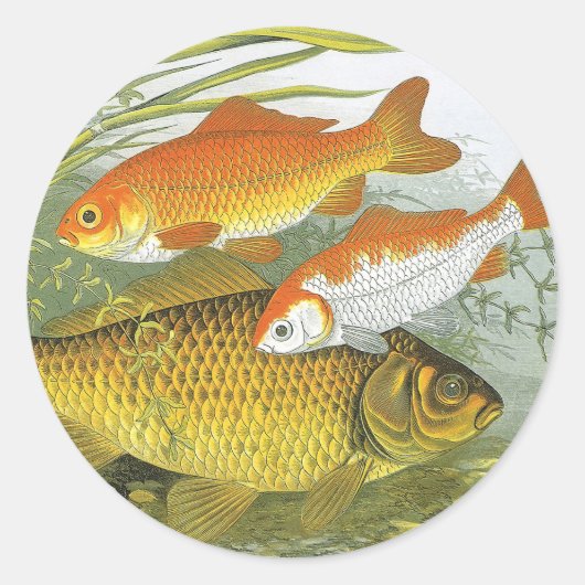 Vintager Goldfish Koi Fisch, Meeresaquatische See  Runder Aufkleber (Vorderseite)