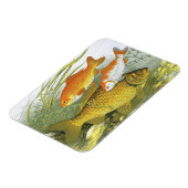 Vintager Goldfish-Koi-Fisch, Meeresleben Magnet (Linke Seite)
