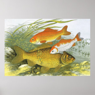 Vintager Goldfish-Koi-Fisch, Meeresleben Poster