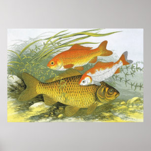 Vintager Goldfish-Koi-Fisch, Meeresleben Poster