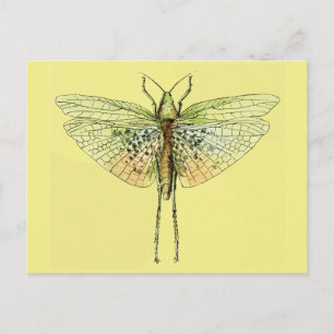Vintager Grasshopper Postkarte