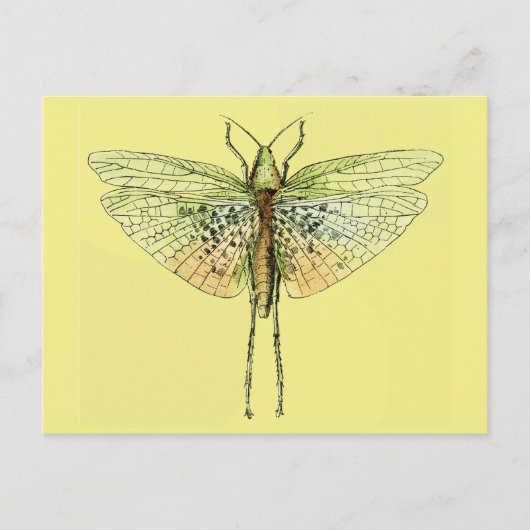 Vintager Grasshopper Postkarte (Vorderseite)