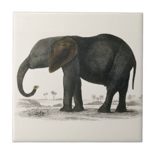 Vintager GrauElefant (1848) von Oliver Goldsmith Fliese