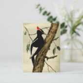 Vintager Großer Scheckspecht Postkarte (Stehend Vorderseite)