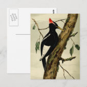 Vintager Großer Scheckspecht Postkarte (Vorne/Hinten)