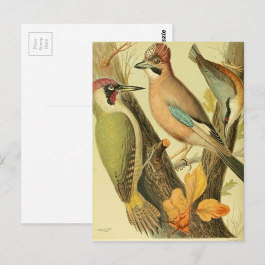 Vintager grüner Spechte Postkarte (Vorne/Hinten)