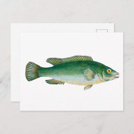 Vintager Grünfisch Postkarte (Vorne/Hinten)
