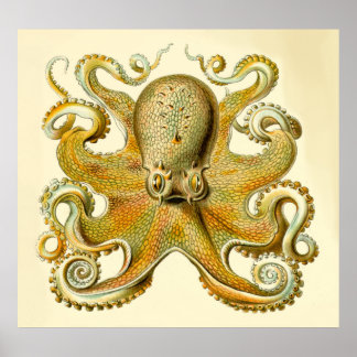 Vintager Haeckel-Oversifizierter Oktopus Poster