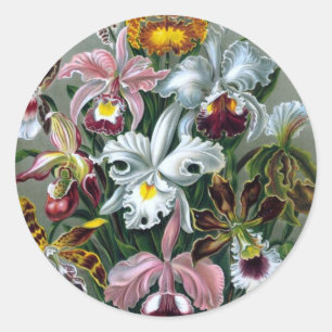 Vintager Haekel botanischer Aufkleber