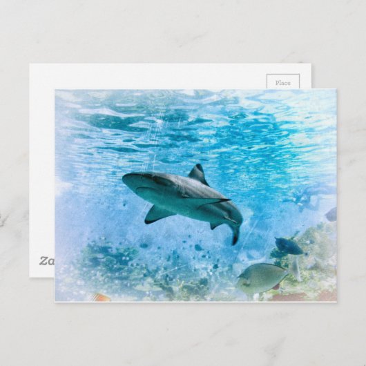 Vintager Hai Postkarte (Vorne/Hinten)