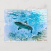 Vintager Hai Postkarte (Vorderseite)