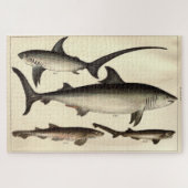 Vintager Haifischdiagramm (1901) Puzzle (Horizontal)