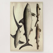 Vintager Haifischdiagramm (1901) Puzzle (Vertikal)