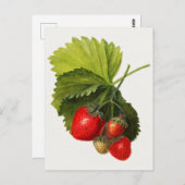 Vintager Haufen Erdbeeren Aquarellmalerei Postkarte (Vorne/Hinten)