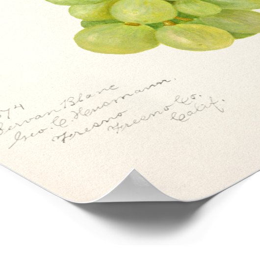 Vintager Haufen grüner Trauben Poster (Ecke)