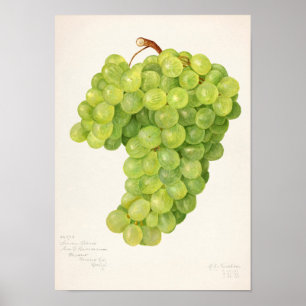 Vintager Haufen grüner Trauben Poster