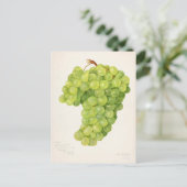 Vintager Haufen grüner Trauben Postkarte (Stehend Vorderseite)