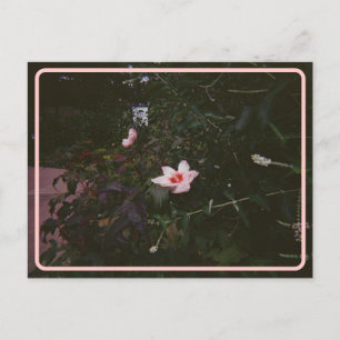 Vintager Hibisken Postkarte