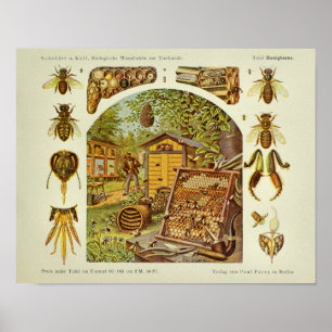Vintager Honig-Bienen-Anatomie-Imker-Kunst-Druck Poster