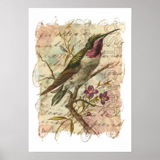 Vintager Hummingvogel Poster (Vorne)