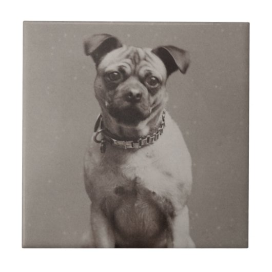 Vintager Hund Fliese (Vorderseite)
