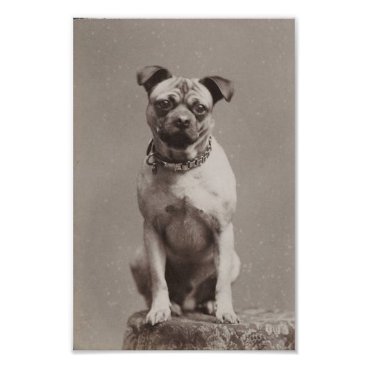 Vintager Hund Fotodruck (Vorne)