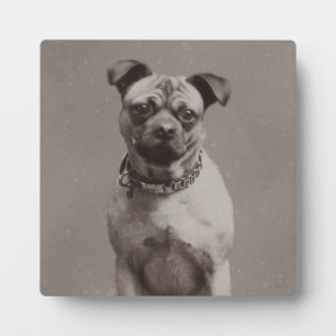 Vintager Hund Fotoplatte