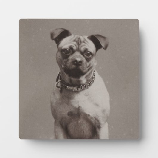 Vintager Hund Fotoplatte (Vorderseite)