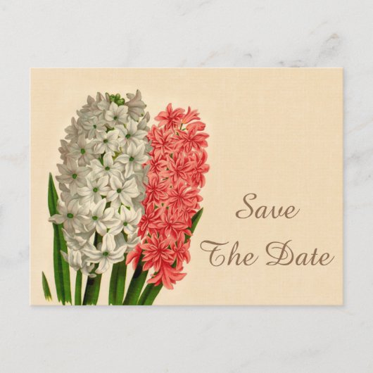 Vintager Hyacinths 100. Geburtstag Save the Date Ankündigungspostkarte (Vorderseite)