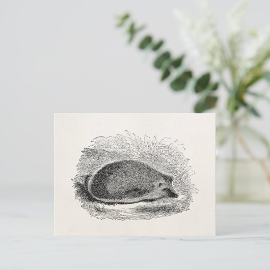 Vintager Igel Igel 1800 Postkarte (Stehend Vorderseite)